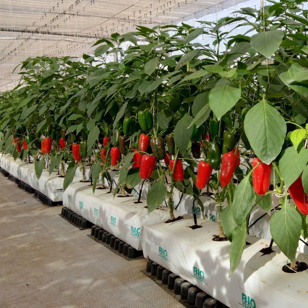 Coco Peat Grow Slab — manufactured in India by Greenz Biotech