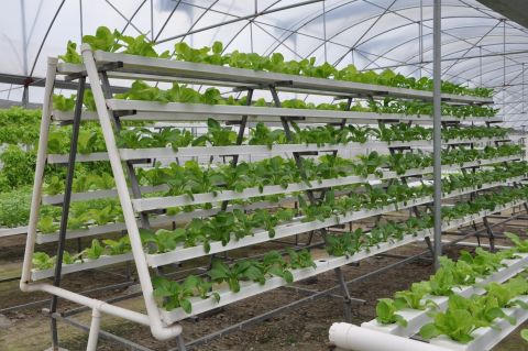 Commercial NFT System