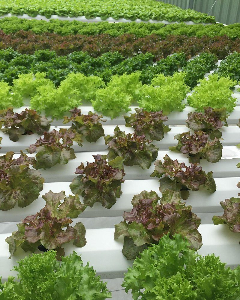 NFT Channel 100 x 50 mm — manufactured in India by Greenz Biotech