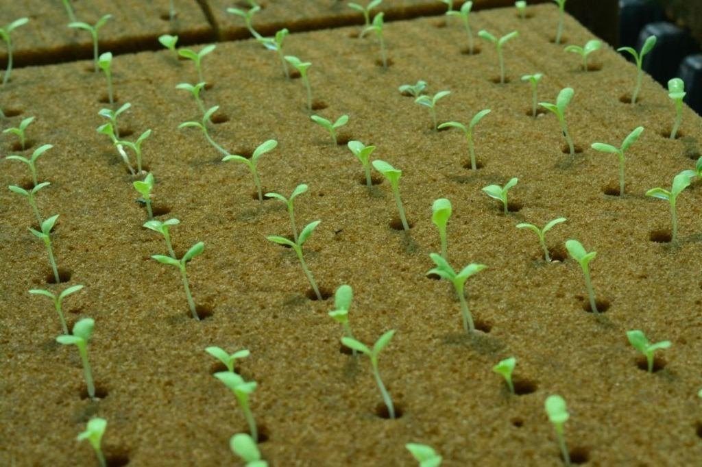 Oasis Propagation Cube — manufactured in India by Greenz Biotech