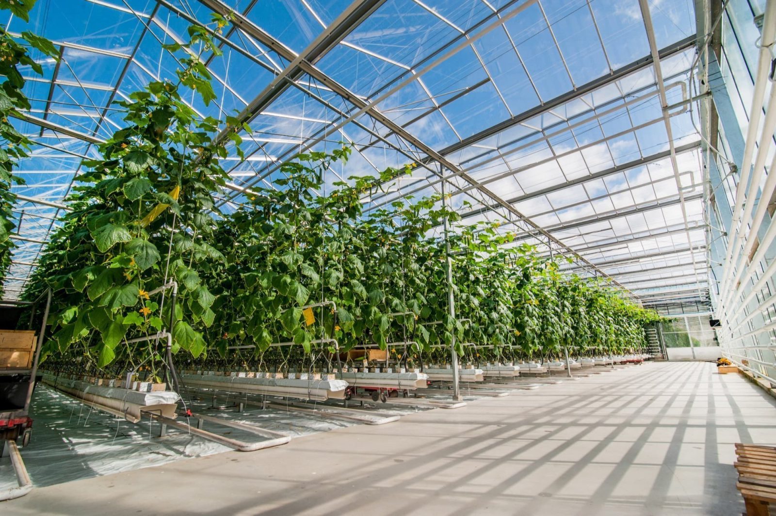 Greenhouse Design & Construction — Greenz Biotech