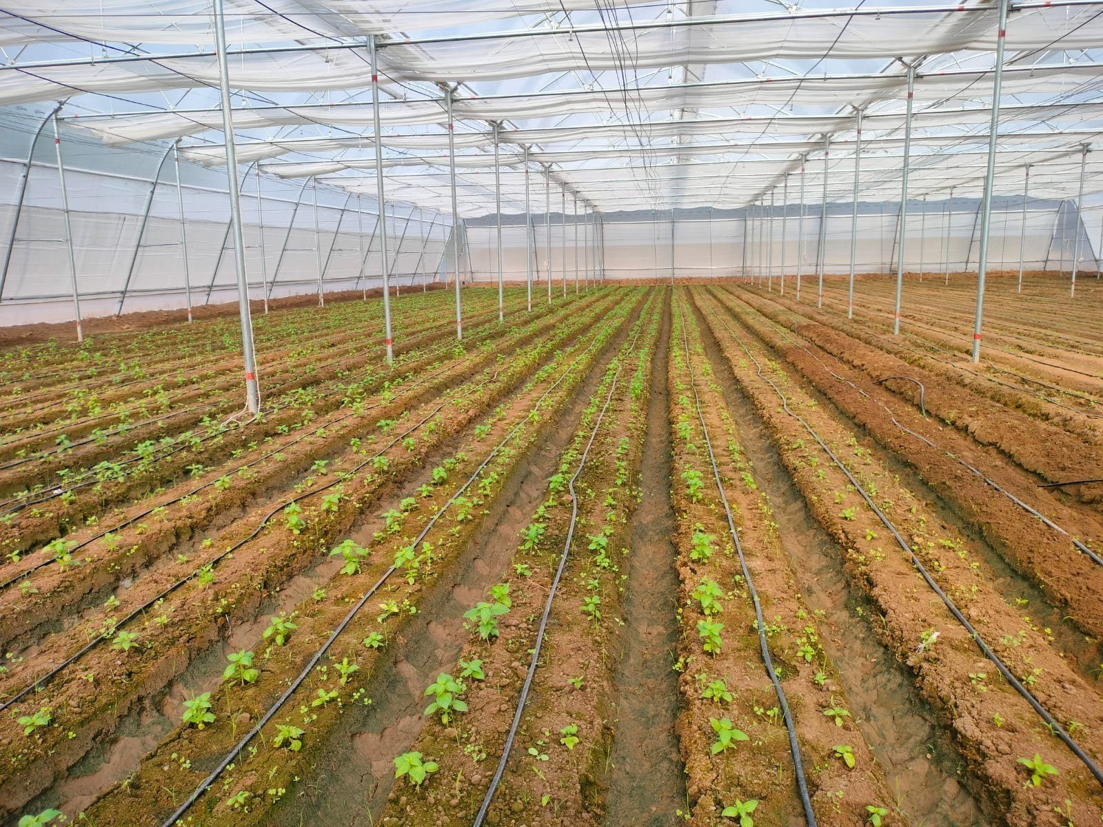 Naturally Ventilated Polyhouse — Greenz Biotech